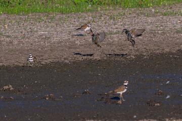 Common starlings in flight over muddy ground.