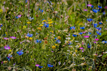 field of flowers