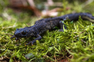 Crested newt in early sping just after waking up. Walking to the breeding grounds. Slowly, while loading energy on sun rays.