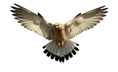 A majestic white dove with wings spread wide in flight against a black background