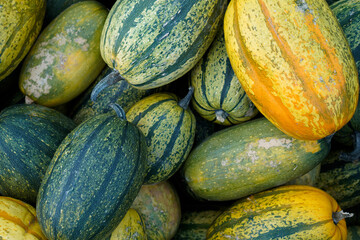 Multicolored small yellow pumpkins in a wooden box, Halloween decorations, harvest