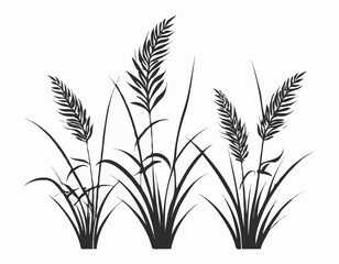 Silhouette Rice Plant image vector and Vector Art  isolated on white background.
