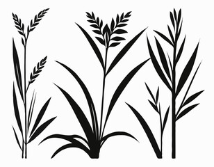 Silhouette Rice Plant image vector and Vector Art  isolated on white background.