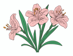 Alstroemeria Vector Image. Illustration of a Alstroemeria Image isolated on white background.