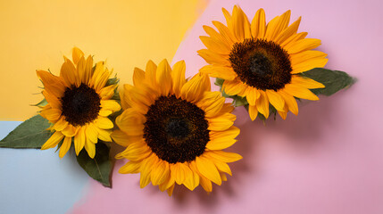 Obraz premium A vibrant sunflower resting on a pile of sunflower seeds against a soft yellow, blue, and pink gradient background, creating a fresh and artistic botanical composition.