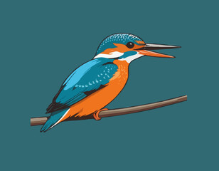 Eurasian Kingfisher image vector isolated on white background.