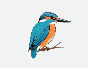 Eurasian Kingfisher image vector isolated on white background.