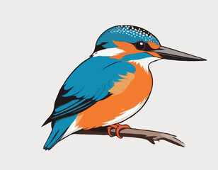 Eurasian Kingfisher image vector isolated on white background.