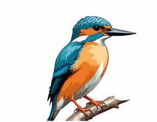 Eurasian Kingfisher image vector isolated on white background.