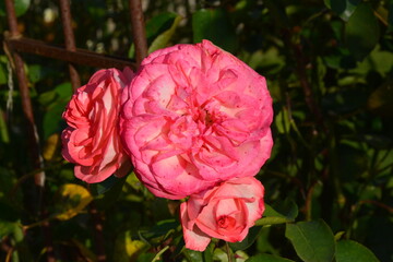Blooming pink roses in garden, romantic floral texture, perfect natural background for wedding, love, and seasonal design