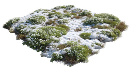 PNG of A lush patch of green vegetation peeks through a blanket of snow, showcasing a serene winter landscape.