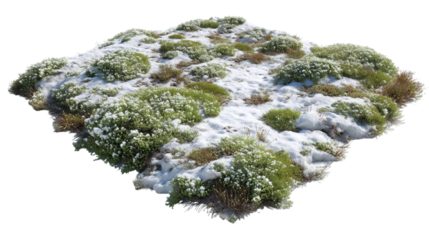 PNG of A lush patch of green vegetation peeks through a blanket of snow, showcasing a serene winter landscape.