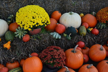 Colorful pumpkins and gourds on straw, rustic farm market display for autumn harvest festivals, Halloween, and Thanksgiving.