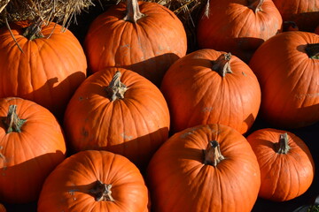 pumpkins for sale at market Halloween or Thanksgiving autumnal background 