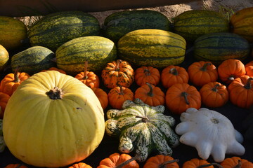 Assorted pumpkins in farm market display, colorful autumn harvest for seasonal fairs, Halloween carving, and fall decor.