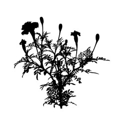 marigold (tagetes) plant isolated on white background