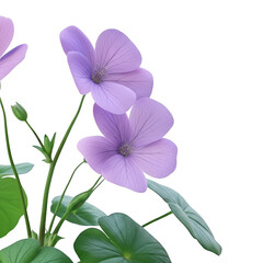 Light purple flowers with green leaves isolated on transparent background