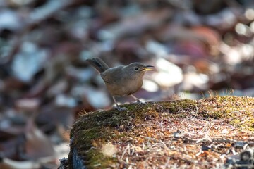 Corruíra bird, Wren, Troglodytes musculus, Troglodytes aedon