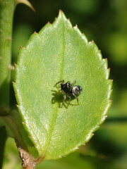 Sun-jumper spider (Heliophanus sp.), female on a rose leaf