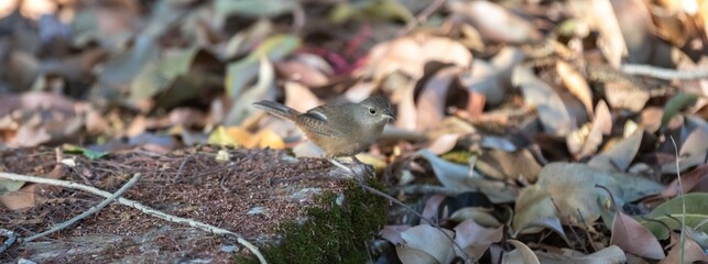 Corruíra bird, Wren, Troglodytes musculus, Troglodytes aedon