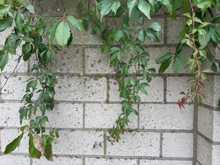 Climbing vine with green compound leaves spreading against a textured gray brick wall, showcasing natural growth and contrast between foliage and urban surface. © ElviraArtstar