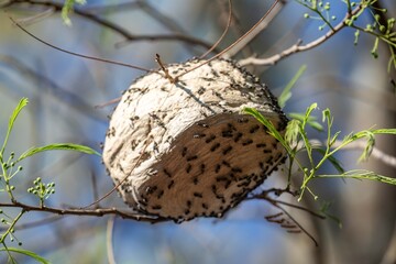 Wild wasp nest in the Brazilian rainforest