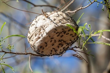 Wild wasp nest in the Brazilian rainforest