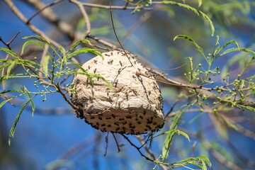 Wild wasp nest in the Brazilian rainforest