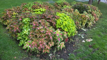 Vibrant colius foliage garden in urban park landscape