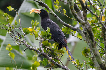 A chestnut-headed oropendola (Psarocolius wagleri) perched on a leafy tree branch, holding a piece of tangerine in its large pale-yellow beak.