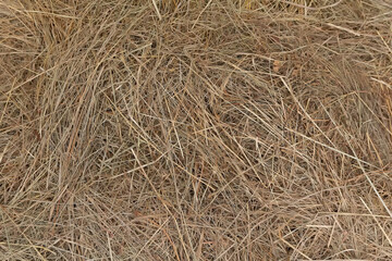 Dry straw, hay straw yellow