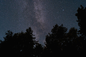A magical view of the awe-inspiring Milky Way galaxy and countless stars, framed by dark tree silhouettes in Estonia.