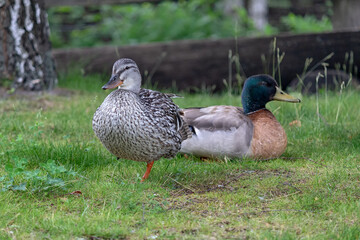 Two ducks on the grass near the pond