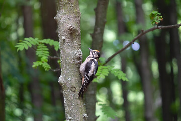 Woodpecker on a tree near his nest. Birds