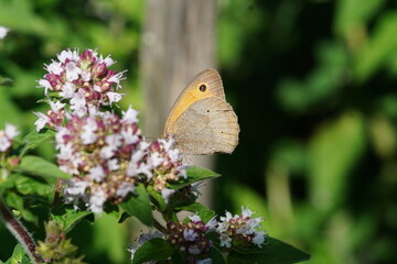 grosses Ochsenauge auf Blüte