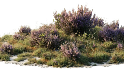 PNG of A vibrant patch of blooming lavender featuring lush green grass and delicate purple flowers, creating a serene natural landscape.