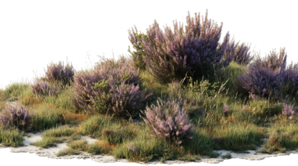 PNG of A vibrant patch of blooming lavender featuring lush green grass and delicate purple flowers, creating a serene natural landscape.