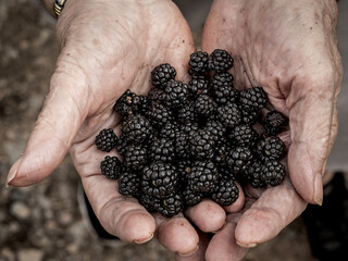Wild blackberries on a bramble bush