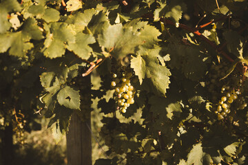 Close-up of green grape clusters hanging on a sunlit vineyard vine, symbolizing harvest, viticulture, and natural abundance in autumn.