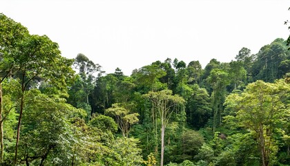 Obraz premium Lush Tropical Forest With Dense Green Trees Isolated On Transparent Cutout Background