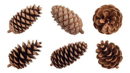 Collection of Pine Cones in Various Shapes and Sizes Against a White Background