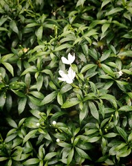 Blooming Nouon Tara Flower in Full Bloom