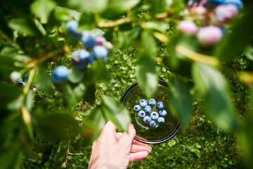 Hand holding bowl with freshly picked blueberries