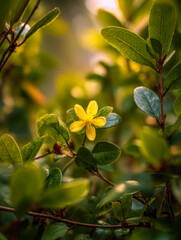 Fototapeta premium Close-up of a vibrant yellow flower blooming amidst lush green leaves in a sunlit natural setting, showcasing detailed foliage and warm lighting in the background