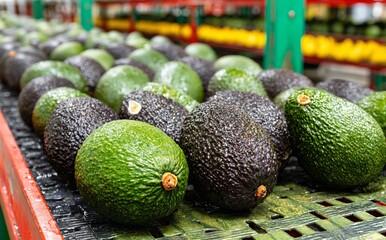 Processed agricultural products, including avocado fruits, are prepared for export on a conveyor belt in a modern facility, notable for their vibrant green color and smooth texture