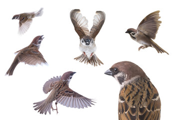 flying sparrow isolated on white background