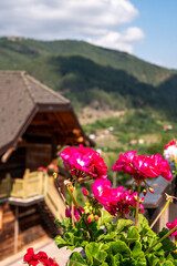 Vibrant pink geraniums in focus with a wooden house and forested mountain background