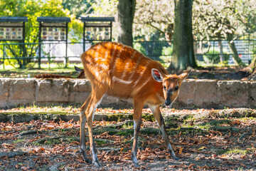 Beautiful African sitatunga with striped patterns grazing in a woodland environment on a sunny day with lush greenery.