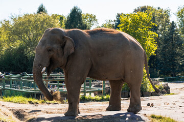 Obraz premium A majestic elephant stands in a grassy enclosure, with trees in the background, enjoying a bundle of hay on a bright sunny day.
