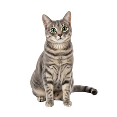 Obraz premium Adorable Grey Tabby Cat Sitting, Isolated on Black Background,striped
